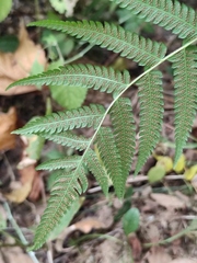Christella acuminata