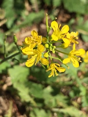 Rorippa