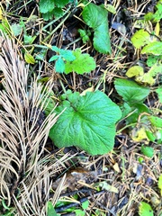 Geum macrophyllum