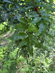 Elattostachys apetala