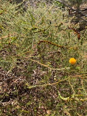 Lycopodiifoliae