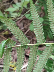 Christella acuminata
