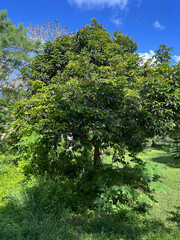 Elattostachys apetala