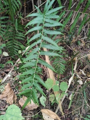 Christella acuminata