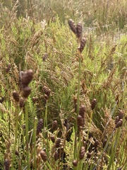 Nevillea obtusissima