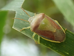 Piezodorus lituratus