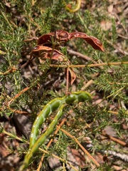 Lycopodiifoliae