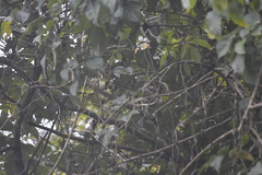 Pycnonotus finlaysoni eous