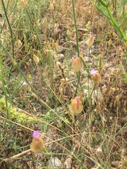 Petrorhagia prolifera