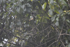 Pycnonotus finlaysoni eous