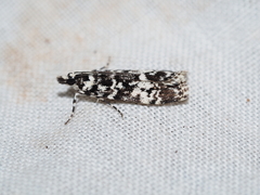 Scoparia exhibitalis