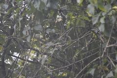 Pycnonotus finlaysoni eous