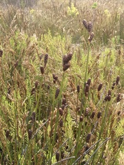 Nevillea obtusissima