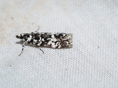 Scoparia exhibitalis