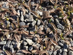 Leptinella pusilla