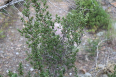Cliffortia ruscifolia