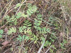 Sibbaldianthe bifurca