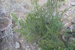 Cliffortia ruscifolia