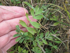 Sibbaldianthe bifurca