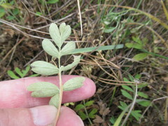 Sibbaldianthe bifurca