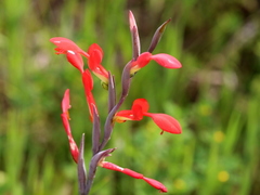 Gladiolus cunonius