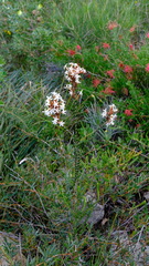 Lysinema