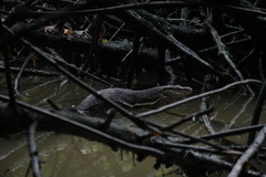 Varanus salvator bivittatus