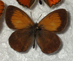 Coenonympha arcania