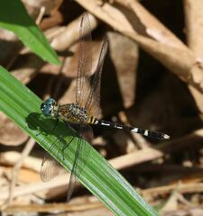 Erythrodiplax attenuata