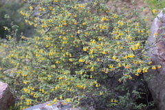Hermannia alnifolia