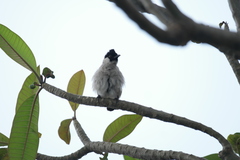 Pycnonotus aurigaster