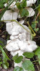 Entoloma abortivum