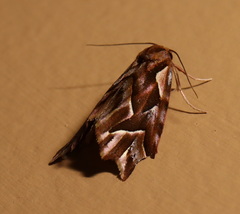 Clytoscopa iorrhoda