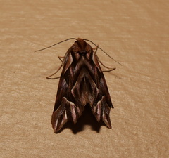 Clytoscopa iorrhoda
