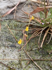 Utricularia bifida