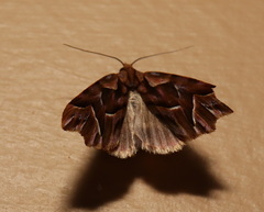Clytoscopa iorrhoda