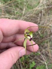 Caladenia tentaculata