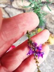 Linaria purpurea