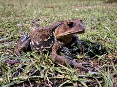 Bufo praetextatus