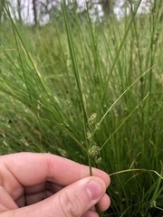 Carex inversa