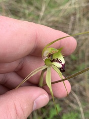 Caladenia tentaculata