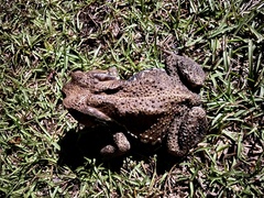 Bufo praetextatus