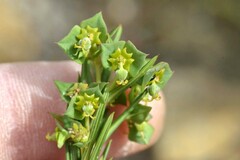 Euphorbia genistoides