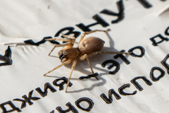 Cheiracanthiidae