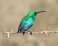 Nectarinia famosa famosa
