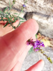 Linaria purpurea