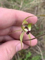 Caladenia tentaculata