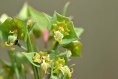 Euphorbia genistoides