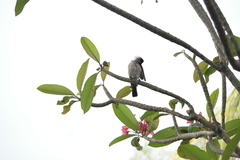 Pycnonotus aurigaster