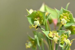 Euphorbia genistoides